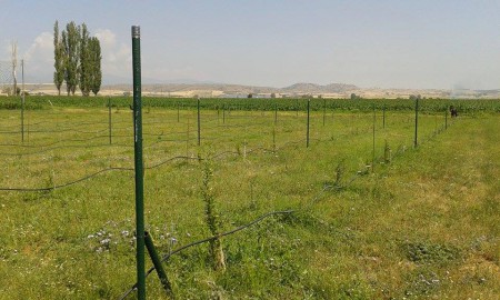 Goji Berry ΣΕ ΠΑΛΜΕΤΑ